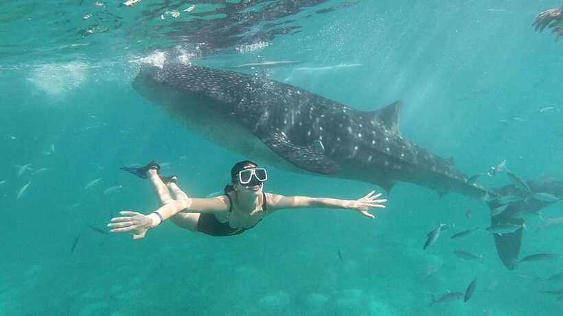 Oslob: Whale Shark Tour with Sumilon & Moalboal Snorkeling - Moalboal’s Sardine Run and turtle search