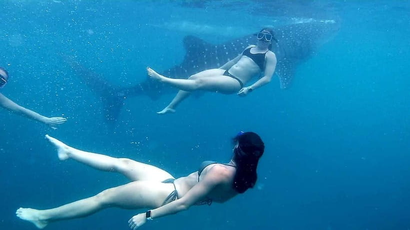 Oslob: Whale Shark Tour with Sumilon & Moalboal Snorkeling - Is $81 a fair price?