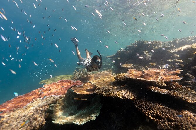 Outer Great Barrier Reef Snorkel Adventure in Airlie Beach - Key points at a glance