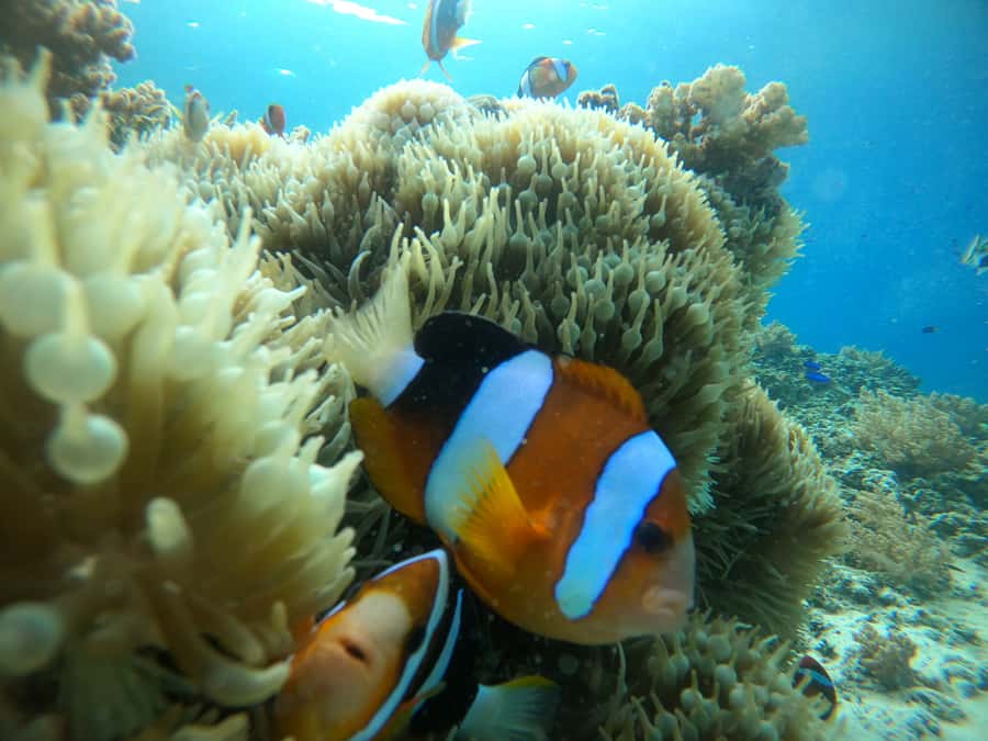 Ozzy Snorkeling 3 Islands Visit Baby Turtles - Key points to know before you book