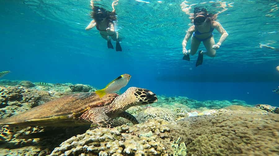 Ozzy Snorkeling 3 Islands Visit Baby Turtles - Turtle Point and the chance to see sea turtles