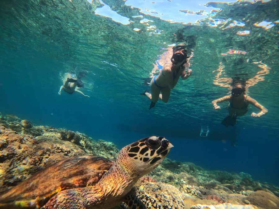 Ozzy Snorkeling 3 Islands Visit Baby Turtles - The lunch break and the missing Blue Coral stop