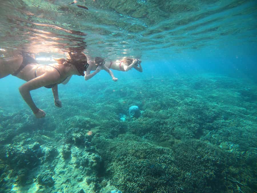 Ozzy Snorkeling 3 Islands Visit Baby Turtles - Who should take this snorkeling trip?