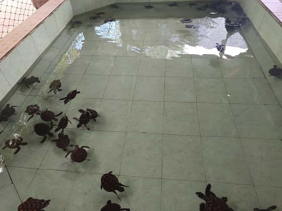 Ozzy Snorkeling 3 Islands Visit Baby Turtles - Booking, cancellation, and meeting details