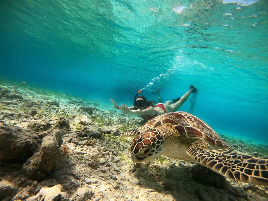 Ozzy Snorkeling 3 Islands Visit Baby Turtles - Gili Meno’s circle of 48 underwater statues