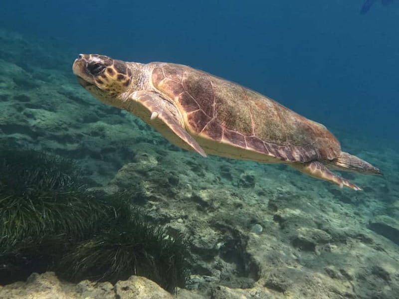 Paphos: Turtle-Watching Snorkeling Sea Scooter Trip - Is $70 good value?