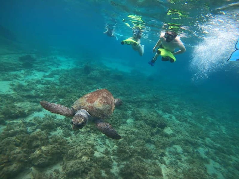 Paphos: Turtle-Watching Snorkeling Sea Scooter Trip - Who will enjoy this most?