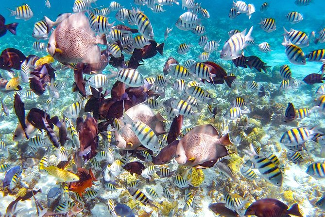 Pearl Island Bahamas Snorkeling Experience and Lunch - Key points to know before you book