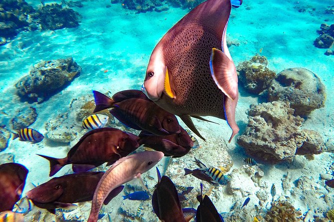 Pearl Island Bahamas Snorkeling Experience and Lunch - The boat from Paradise Island sets the tone