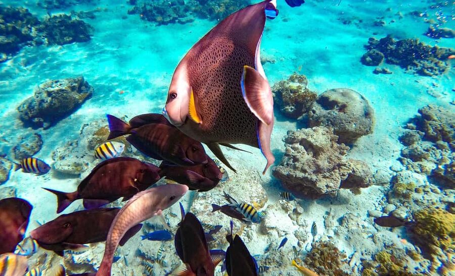 Pearl Island Beach: Full-day Snorkelling with Lunch - Who will enjoy Pearl Island most
