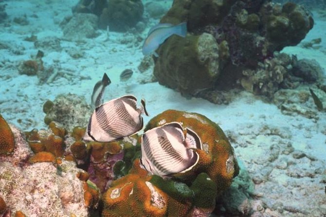 Pelican Rock Snorkeling and Sightseeing Adventure - A short ride from Cabo’s marina