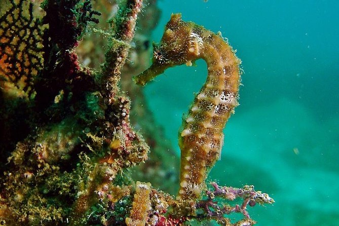 Pelican Rock Snorkeling and Sightseeing Adventure - How the $57 price holds up