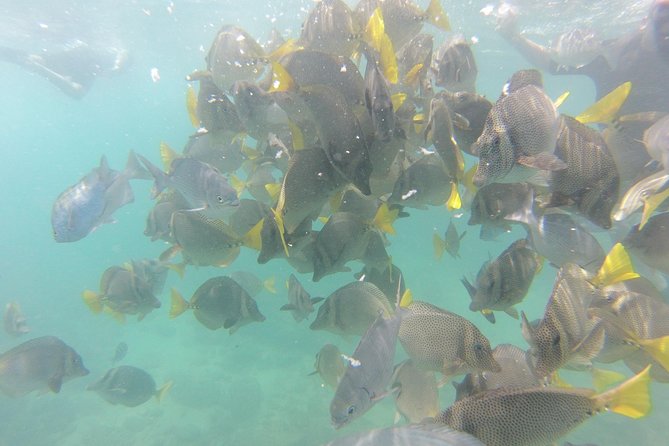 Pelican Rock Snorkeling and Sightseeing Adventure - Timing, cancellation, and small practical details