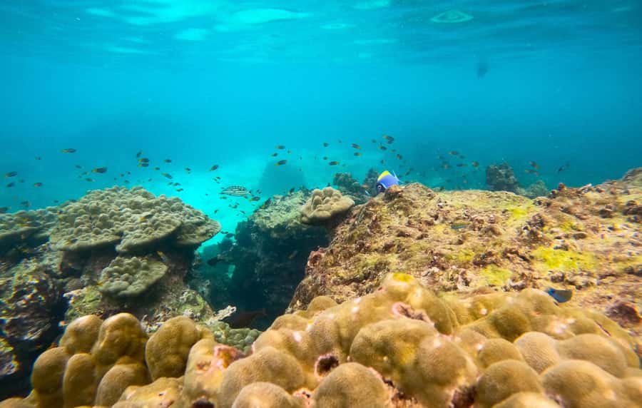 Phi Phi: Private Longtail Boat to Maya Bay with Snorkeling - Morning calm or afternoon sunset?