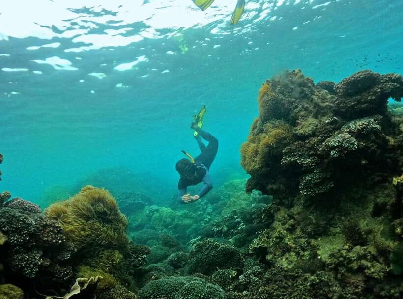 Phu Quoc Small-group Snorkeling to the Coral Jungle Reef - A calm first stop before the reef