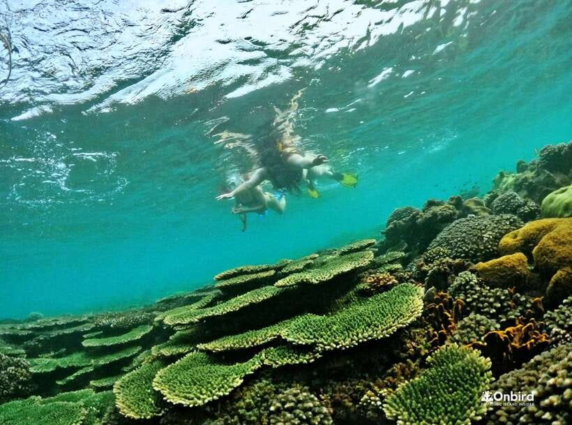 Phu Quoc Small-group Snorkeling to the Coral Jungle Reef - Robinson Island and the break between sessions