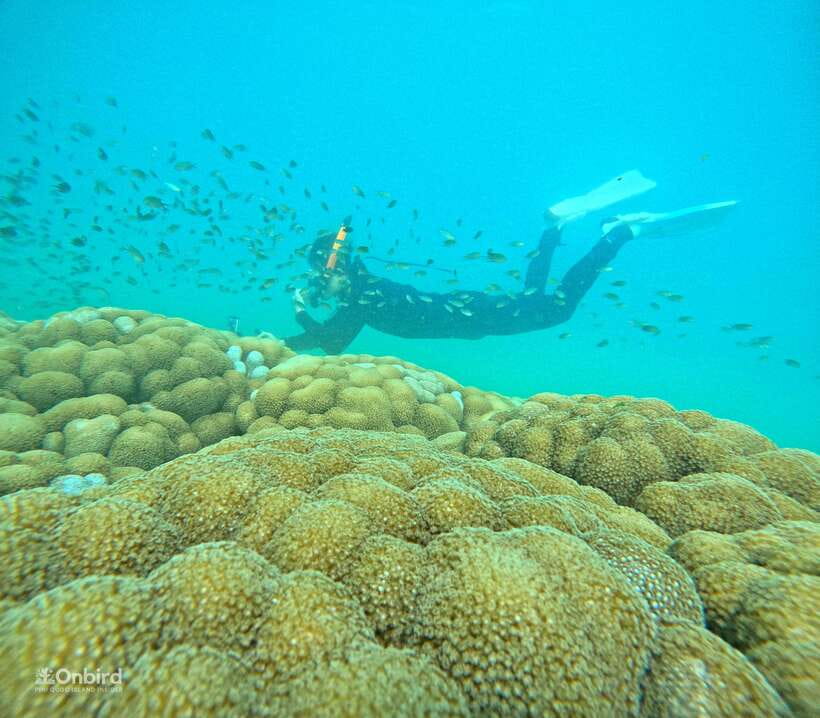 Phu Quoc: Speed Boat Tour 4 Islands - 2 Reefs Snorkeling - Why this Phu Quoc snorkeling trip feels different
