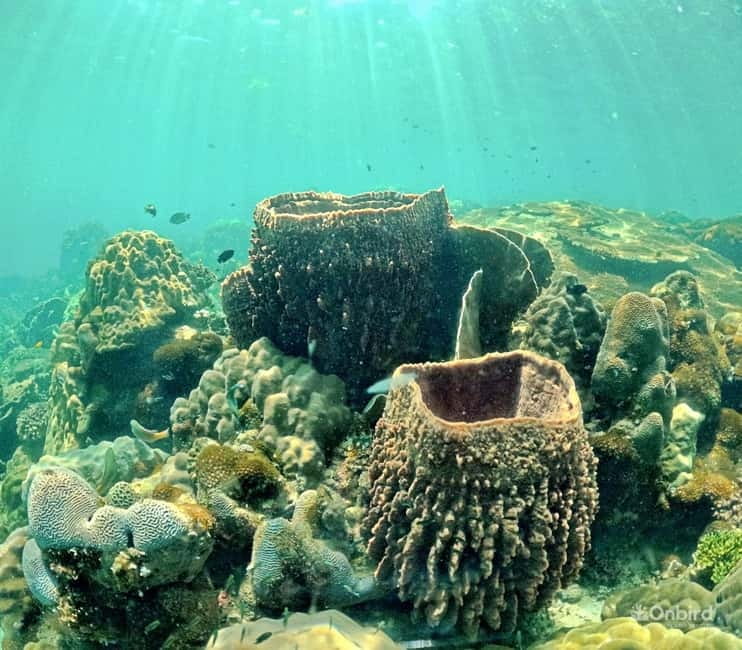 Phu Quoc Speedboat Pro Snorkeling: 4 Islands-2 Reefs & Meal - Stop five: sunset dinner on the main island