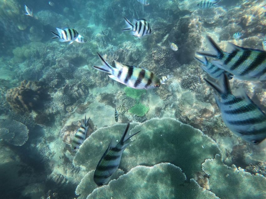 Phu Quoc: Speedboat Tour of 4 Islands with Snorkeling & BBQ - Guides who shape the day