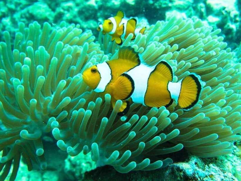 Phuket: 3 Khai Islands Relax & Snorkeling Half/Full Day Tour - Why the Khai Islands work well for a short Phuket outing
