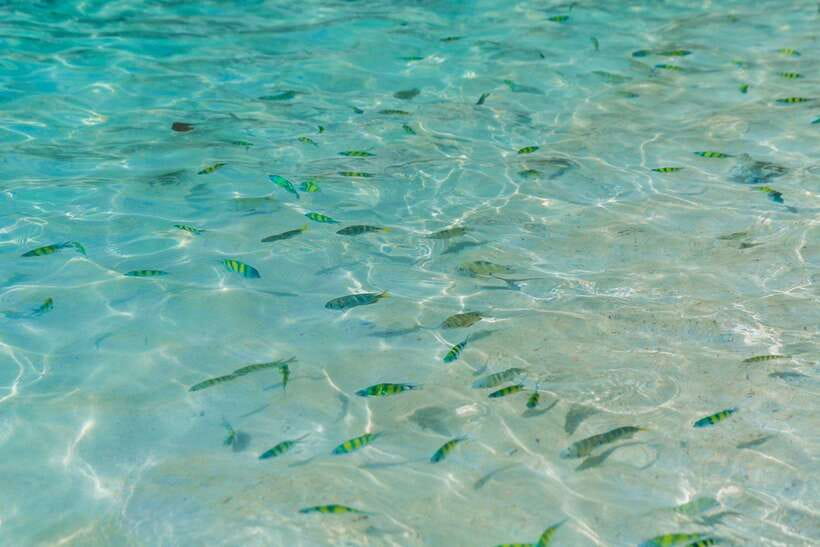 Phuket: 3 Khai Islands Relax & Snorkeling Half/Full Day Tour - What the speedboat ride is really like