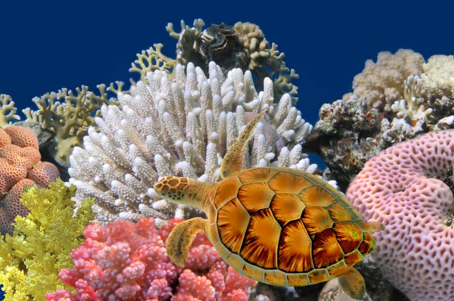 Phuket: Coral Island Longtail Boat Cruise with Snorkeling - A full island day from Phuket