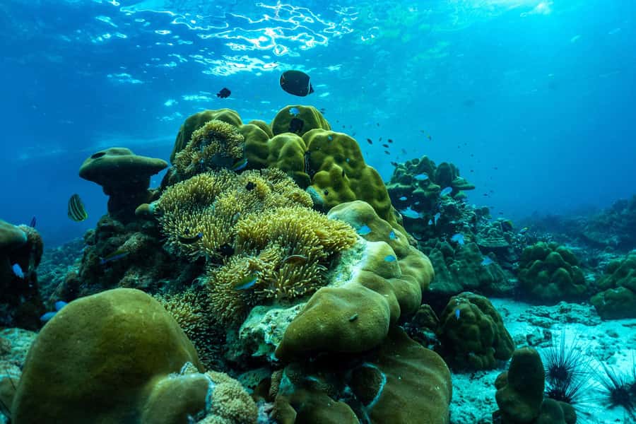 Phuket/Khao Lak: Snorkeling Trip to Phi Phi & Bamboo Islands - Bamboo Island saves the best beach time for last
