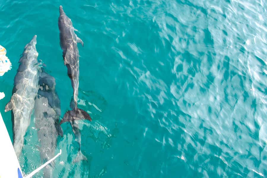 Phuket: Maiton, Coral, and Racha Island Snorkeling Trip - Rough water is the biggest variable