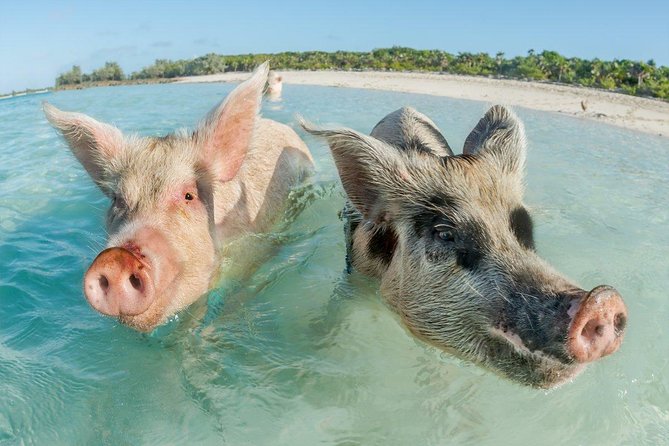 Pig Island Experience By Speed Boat, Snorkeling, Kayaking Relaxing on the Beach - Lunch, water, and what the price covers