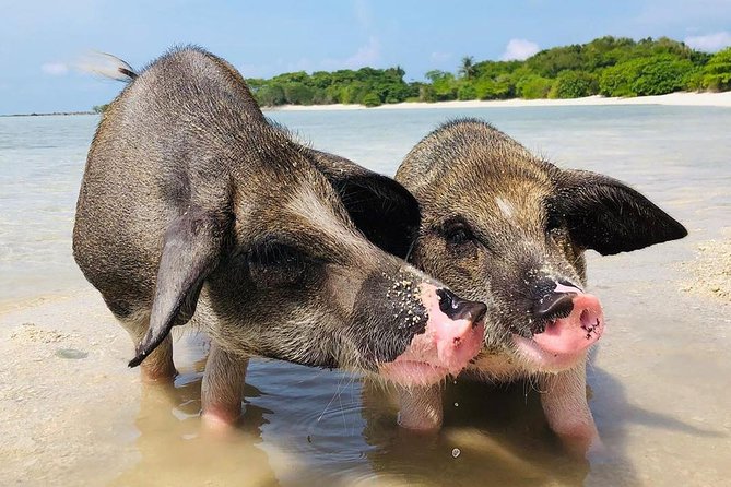 Pig Island Experience By Speed Boat, Snorkeling, Kayaking Relaxing on the Beach - Should you book the Pig Island speedboat tour?