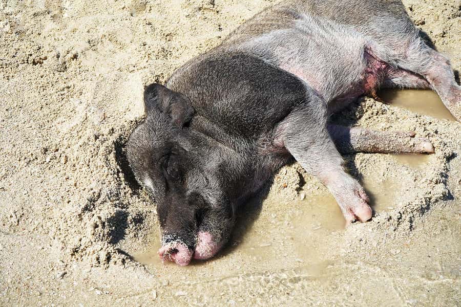 Pig Island(Koh Mudsum) and Koh Tan Half Day Snorkeling Tour - Key points to know before booking