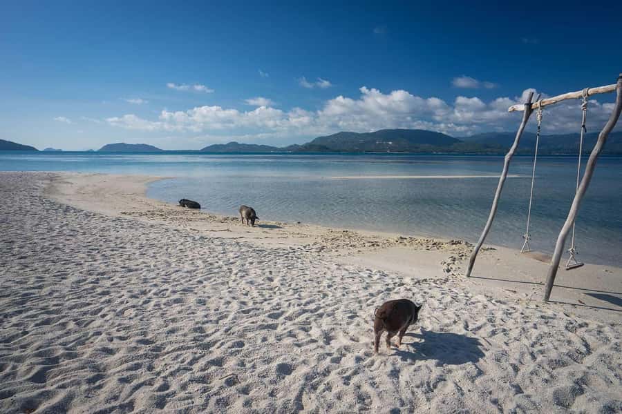 Pig Island(Koh Mudsum) and Koh Tan Half Day Snorkeling Tour - Pig Island gives this half-day trip its personality