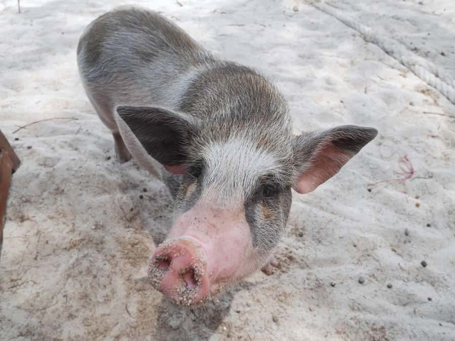 Pig Island(Koh Mudsum) and Koh Tan Half Day Snorkeling Tour - The speedboat ride takes about an hour