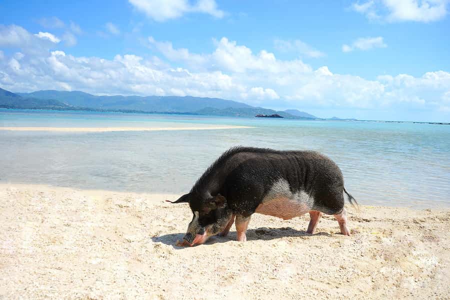 Pig Island(Koh Mudsum) and Koh Tan Half Day Snorkeling Tour - What the $64 price really covers