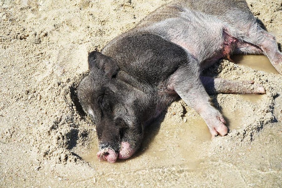 Pig Island(Koh Mudsum) and Koh Tan Half Day Snorkeling Tour - A practical packing list for the boat