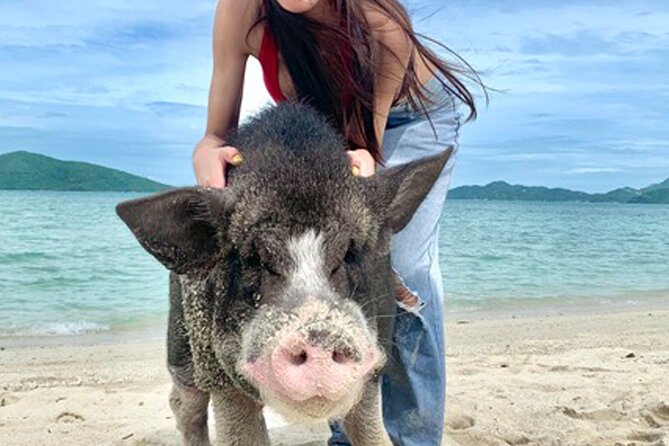 Pig Island Tour by Speedboat with Snorkeling - Koh Madsum, where the pigs own the beach