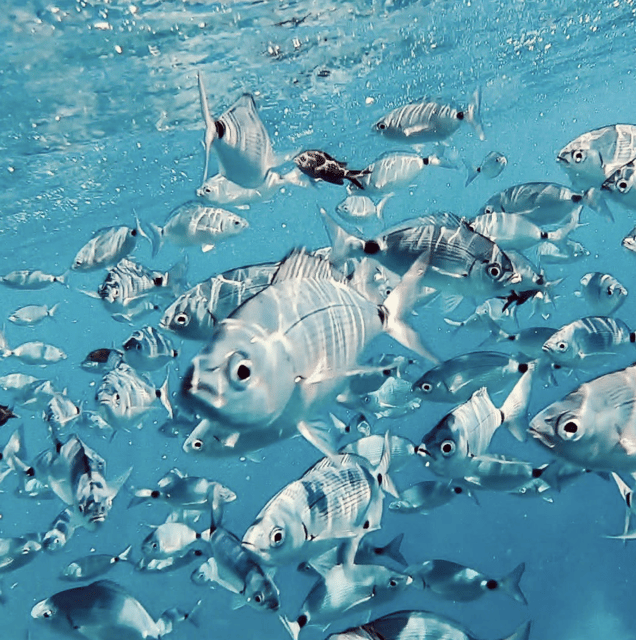 Port de Sóller: Snorkeling Tour with Professional Guide - What the Port de Sóller water offers