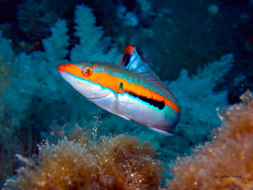 Port de Sóller: Snorkeling Tour with Professional Guide - A small boat and a simple route