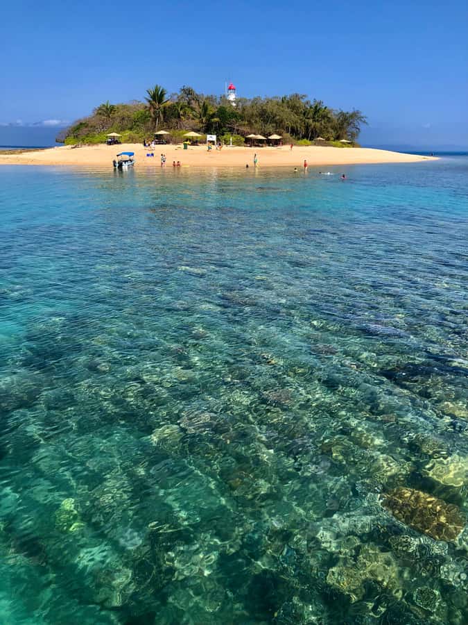 Port Douglas: Half-Day Low Island and Lagoon Snorkeling Tour - Key points about this Low Island trip
