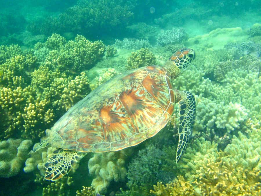 Port Douglas: Half-Day Low Island and Lagoon Snorkeling Tour - A quick boat ride from Port Douglas
