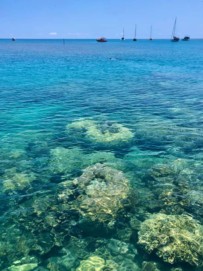 Port Douglas: Half-Day Low Island and Lagoon Snorkeling Tour - Two hours to choose your own Low Island day