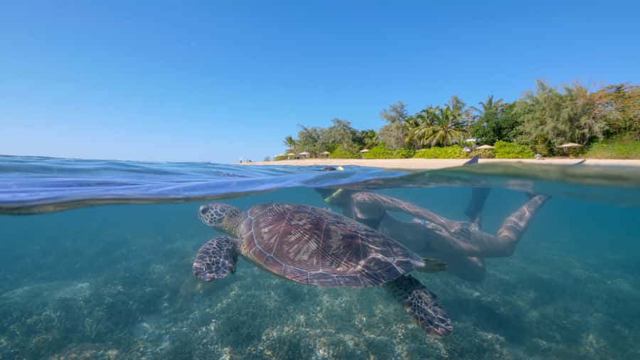 Port Douglas: Low Isles Glass Bottom Boat & Snorkeling Tour - Key points to know before booking