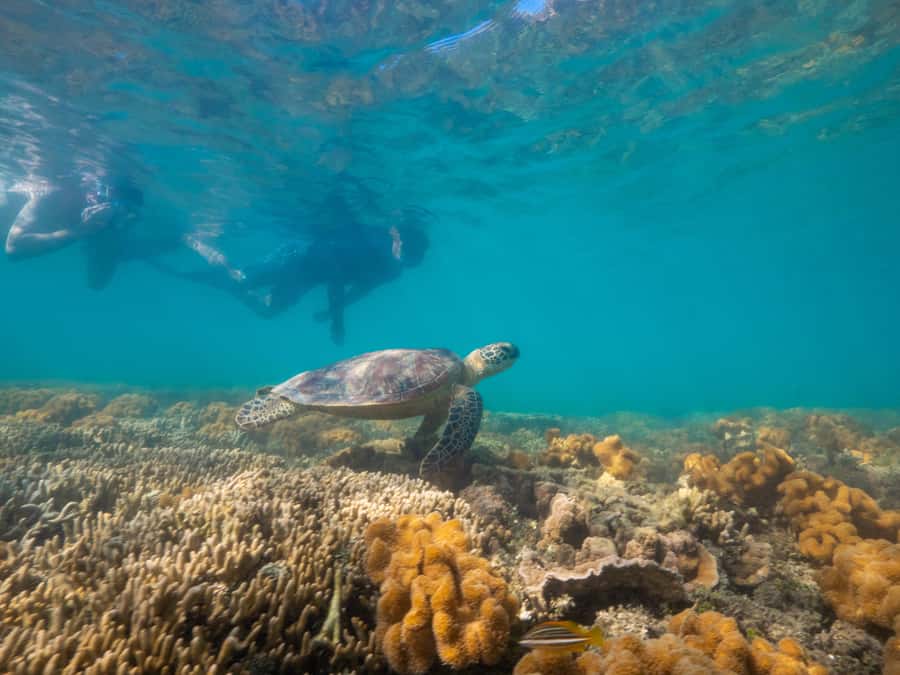 Port Douglas: Low Isles Glass Bottom Boat & Snorkeling Tour - Food, drinks, and the ride home
