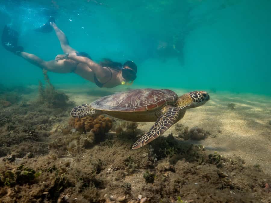 Port Douglas: Low Isles Glass Bottom Boat & Snorkeling Tour - Families, beginners, and mobility concerns