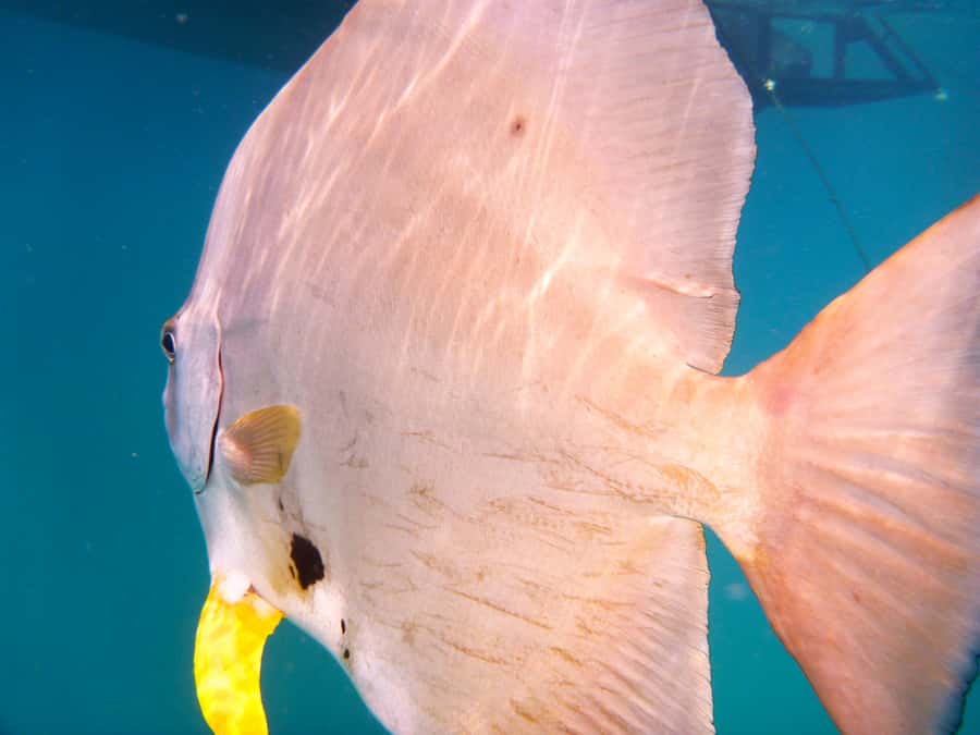 Port Douglas: Low Isles Reef Snorkeling Tour - From 44 Wharf Street to the open water