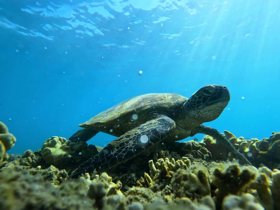Port Douglas: Low Isles Reef Snorkeling Tour - What you see at Low Isles Reef