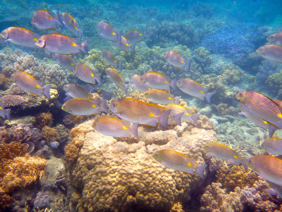 Port Douglas: Low Isles Reef Snorkeling Tour - The glass-bottom boat option