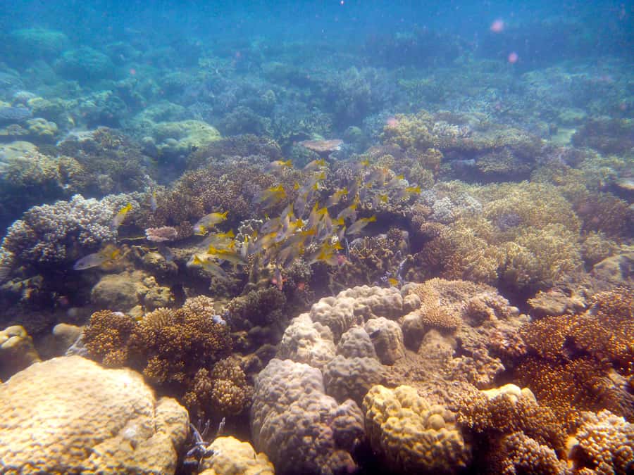 Port Douglas: Low Isles Reef Snorkeling Tour - The 15-minute Reef Sprinter ride