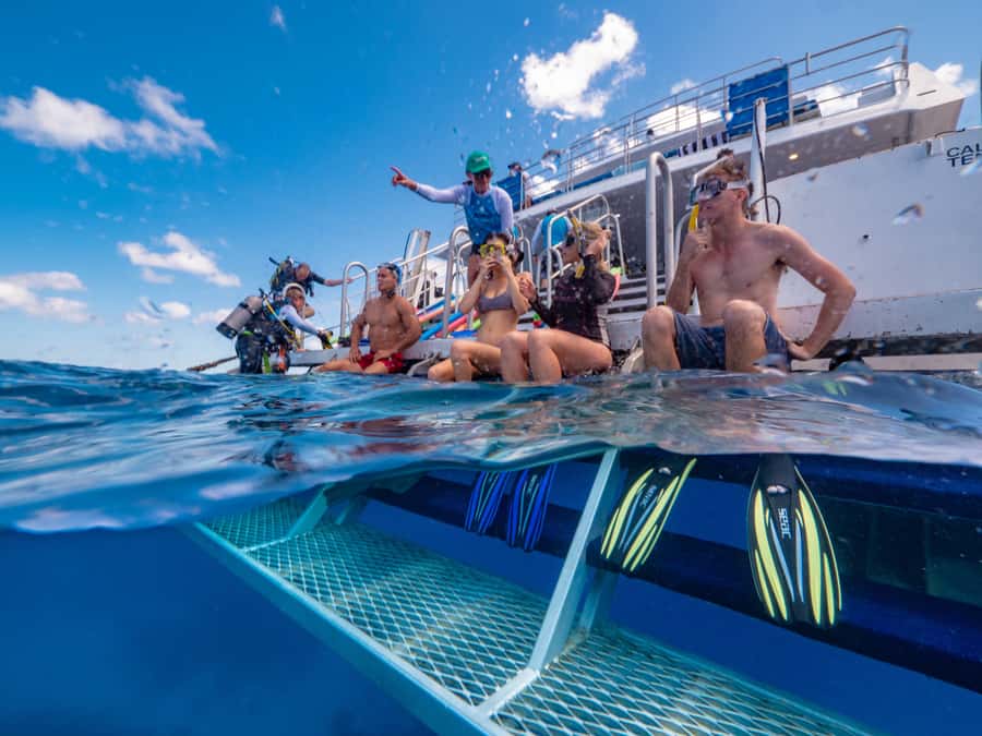 Port Douglas: Outer Barrier Reef Snorkel and Dive Options - Who should book this reef trip?