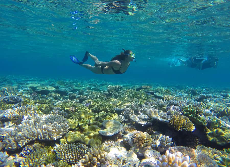 Port Douglas: Outer Barrier Reef Snorkel and Dive Options - First stop: a gentle introduction to the Outer Reef